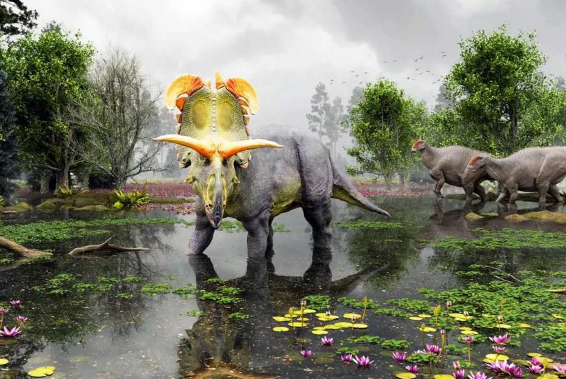 Lokiceratops: descubren el dinosaurio con cuernos más grande y ornamentado jamás registrado