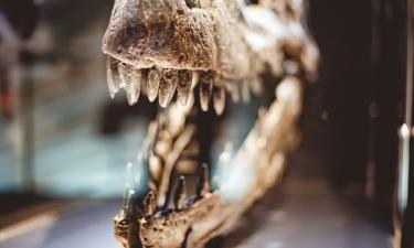 Descubren dinosaurio del tamaño de una paloma con cola decorativa para cortejo
