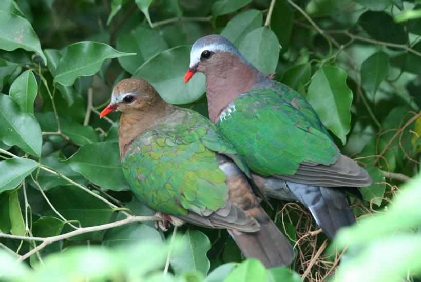 Cómo evitar que las palomas invadan tu balcón: métodos sencillos y eficaces
