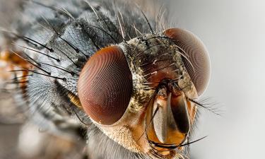 Olvídate de los aerosoles: estas trampas caseras eliminan moscas sin veneno